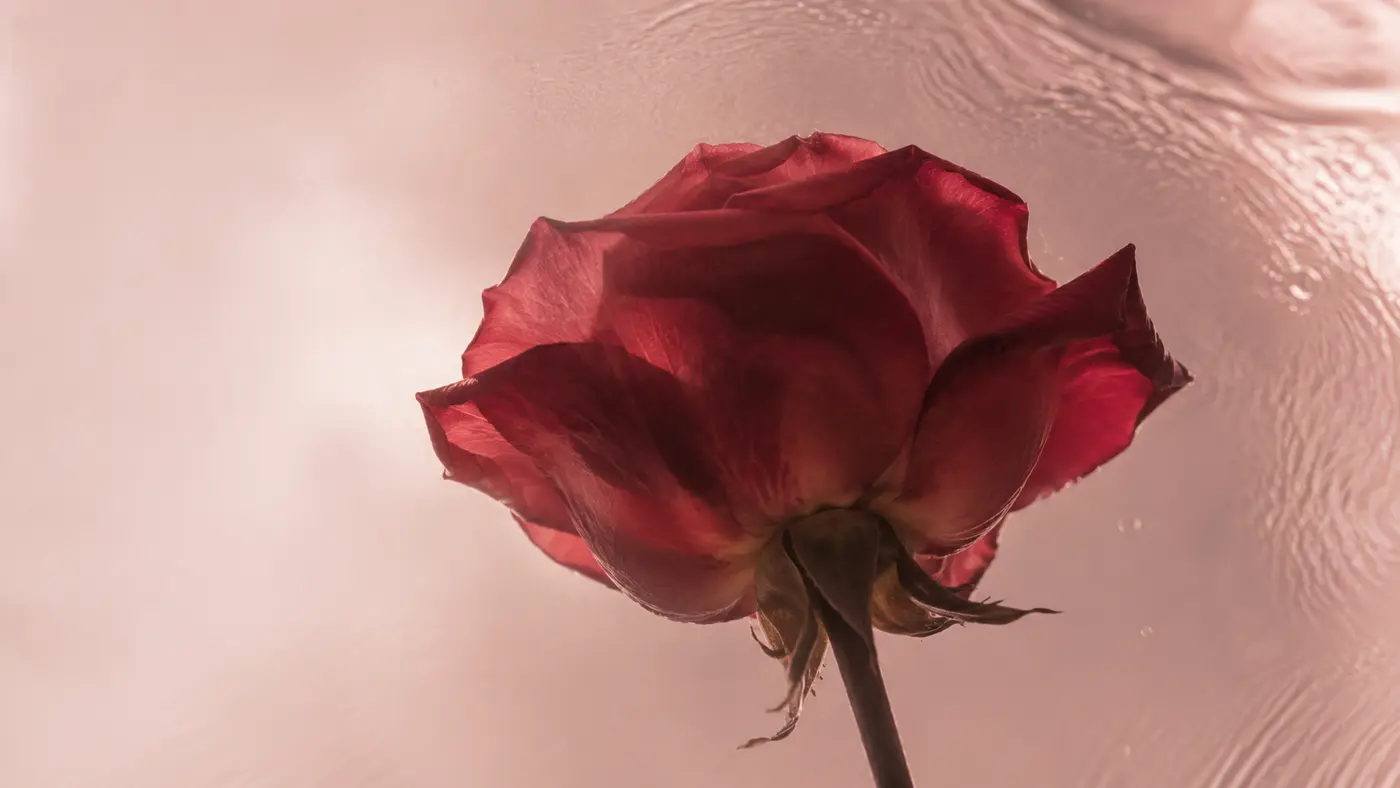 A crimson rose pressed against glass